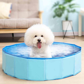 Piscina Resistente Para Pet - Fasho